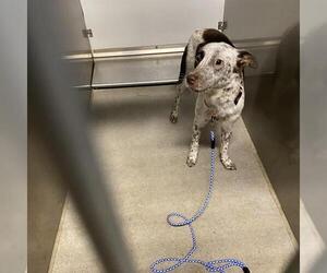 Border Collie-Unknown Mix Dogs for adoption in Modesto, CA, USA