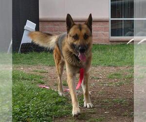 German Shepherd Dog-Unknown Mix Dogs for adoption in San Antonio, TX, USA