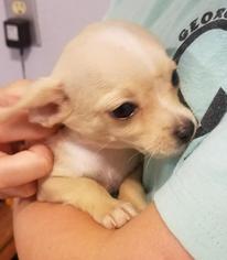 Chiweenie Dogs for adoption in Cochran, GA, USA