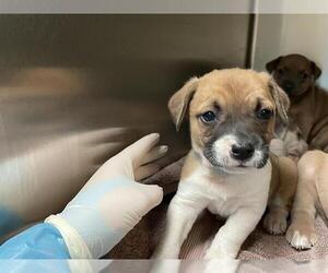 Mutt Dogs for adoption in Pasadena, CA, USA