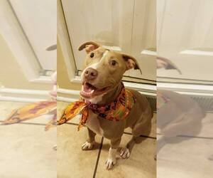 American Staffordshire Terrier-Unknown Mix Dogs for adoption in Phoenixville, PA, USA