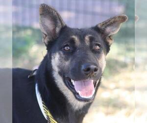 German Shepherd Dog Dogs for adoption in San Antonio, TX, USA