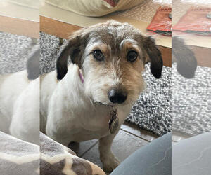 Parson Russell Terrier Dogs for adoption in Bellevue, WA, USA