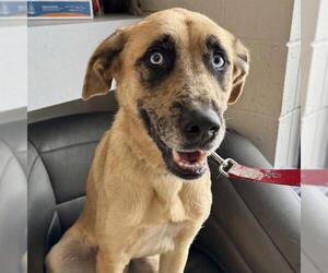 Australian Shepherd-German Shepherd Dog Mix Dogs for adoption in Olathe, KS, USA