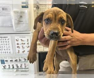 Bloodhound-Unknown Mix Dogs for adoption in Visalia, CA, USA