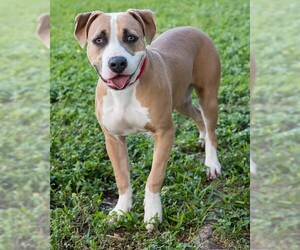 Bulldog Dogs for adoption in Miami, FL, USA