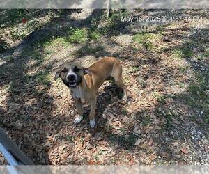 American Pit Bull Terrier-Unknown Mix Dogs for adoption in Ocala, FL, USA