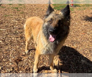 Mutt Dogs for adoption in Santa Cruz, CA, USA