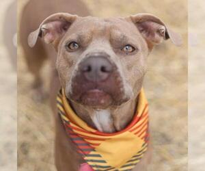 American Staffordshire Terrier-Unknown Mix Dogs for adoption in San Antonio, TX, USA