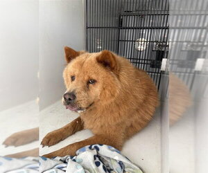 Chow Chow-Unknown Mix Dogs for adoption in Houston, TX, USA