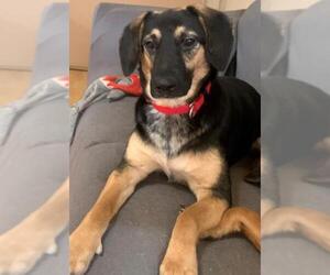 Basset Hound-German Shepherd Dog Mix Dogs for adoption in Crossville, AL, USA