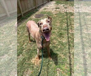 Doberman Pinscher-Unknown Mix Dogs for adoption in Woodbury, NY, USA