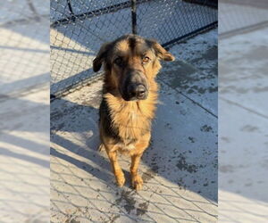 German Shepherd Dog Dogs for adoption in Tulsa, OK, USA