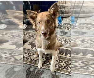 Border-Aussie Dogs for adoption in Red Lodge, MT, USA