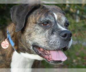 Boxer-Unknown Mix Dogs for adoption in Pittsburgh, PA, USA