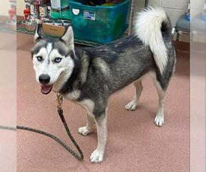 Siberian Husky Dogs for adoption in Ogden, UT, USA