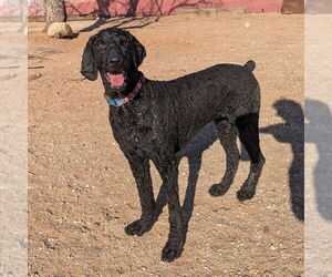 Poodle (Standard) Dogs for adoption in Vail, AZ, USA