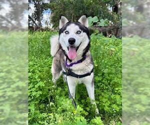 Siberian Husky Dogs for adoption in Chula Vista, CA, USA