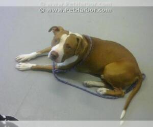 Bullboxer Pit Dogs for adoption in Corpus Christi, TX, USA