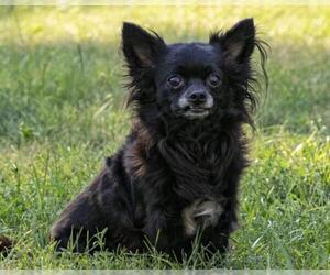 Chion Dogs for adoption in Farmington, MN, USA