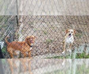 Vizsla Dogs for adoption in Thonotosassa, FL, USA