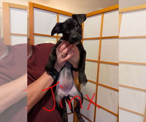 American Staffordshire Terrier-Labrador Retriever Mix Dogs for adoption in Princeton, MN, USA