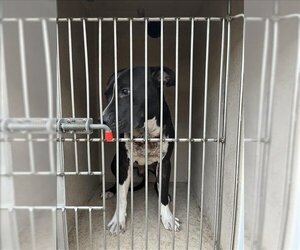 American Pit Bull Terrier Dogs for adoption in Louisville, KY, USA