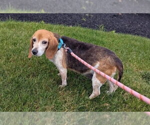 Beagle Dogs for adoption in Brookville, OH, USA