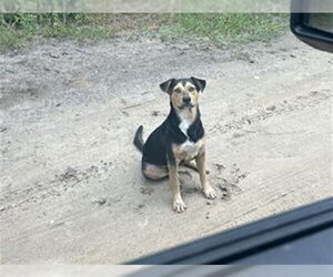 Mutt Dogs for adoption in Ocala, FL, USA