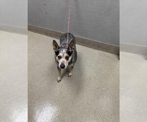 Mutt Dogs for adoption in Las Vegas, NV, USA