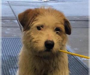 Mutt Dogs for adoption in Missoula, MT, USA