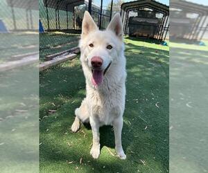 Siberian Husky Dogs for adoption in Fremont, CA, USA