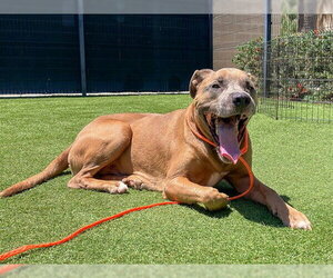 Labrador Retriever-Unknown Mix Dogs for adoption in Orange, CA, USA