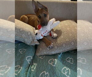 German Shepherd Dog Dogs for adoption in W Hollywood, CA, USA