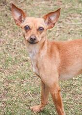 Chipin Dogs for adoption in Austin, TX, USA
