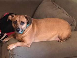 Chiweenie Dogs for adoption in Glen Haven, WI, USA