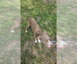 American Staffordshire Terrier-Unknown Mix Dogs for adoption in San Antonio, TX, USA