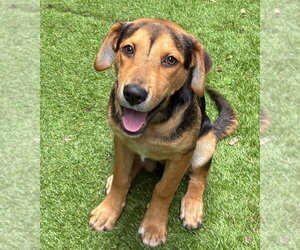 Beagle-Unknown Mix Dogs for adoption in Lakewood, CO, USA