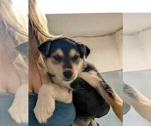 Labrador Retriever-Unknown Mix Dogs for adoption in Calgary, Alberta, Canada