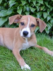 Sheprador Dogs for adoption in Danbury, CT, USA
