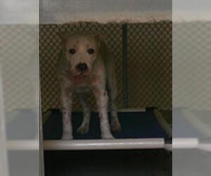 American Pit Bull Terrier-Siberian Husky Mix Dogs for adoption in Sanford, FL, USA