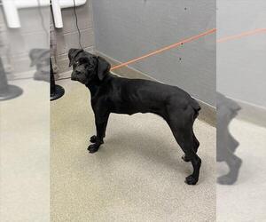 Boxer-Unknown Mix Dogs for adoption in Las Vegas, NV, USA