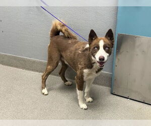 Siberian Husky-Unknown Mix Dogs for adoption in Las Vegas, NV, USA