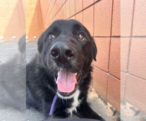 Borador Dogs for adoption in San Diego, CA, USA