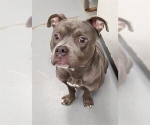 Mutt Dogs for adoption in Peoria, IL, USA