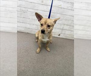 Chihuahua-Unknown Mix Dogs for adoption in San Bernardino, CA, USA
