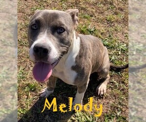American Pit Bull Terrier-Unknown Mix Dogs for adoption in Augusta, GA, USA