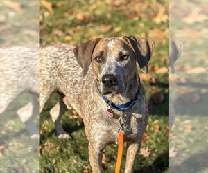 Mutt Dogs for adoption in Boston, MA, USA