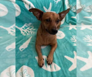Chihuahua-Unknown Mix Dogs for adoption in Sanford, FL, USA