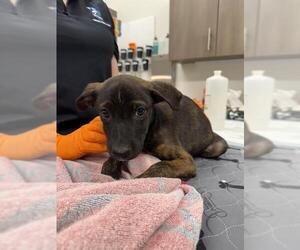 American Pit Bull Terrier Dogs for adoption in Baytown, TX, USA
